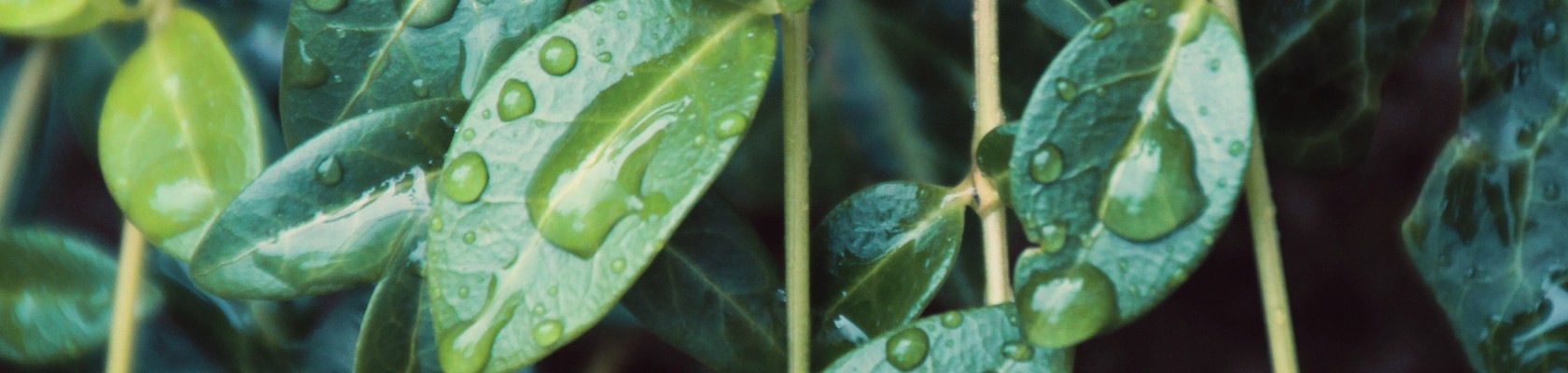 Ahead of the Climate Curve: Leveraging climate transition planning to prepare for a low-carbon future 