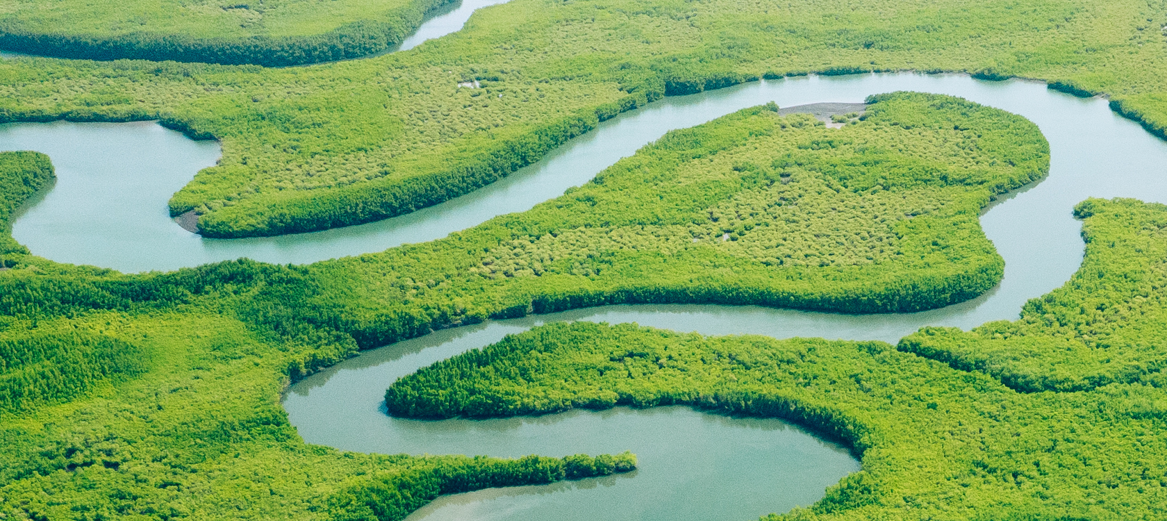 NCS for the Voluntary Carbon Market: An Investor Guide for Companies and Financial Institutions