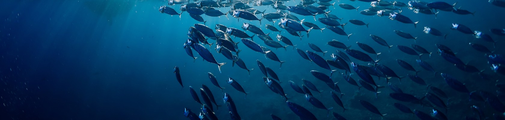 Local fish, global application: Creating and sharing best practices of careful marine site selection  