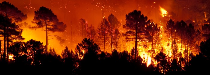 Intense wildfire engulfing a forest, with fiery flames and smoke lighting up the night, silhouetting tall trees against a glowing backdrop.
