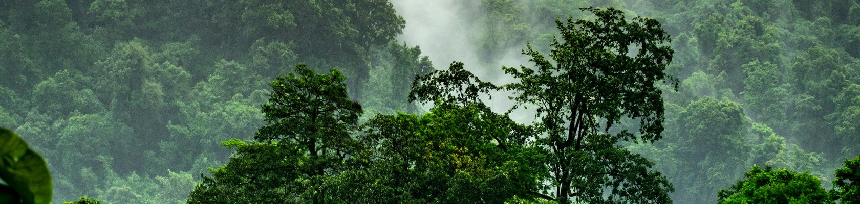 The Nature Tech Revolution: The tools to move from ‘do no harm’ to ‘nature-positive'                                             