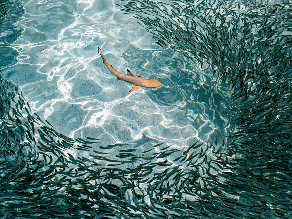 Episode 22: How to sell sustainability to business leaders featuring John Elkington