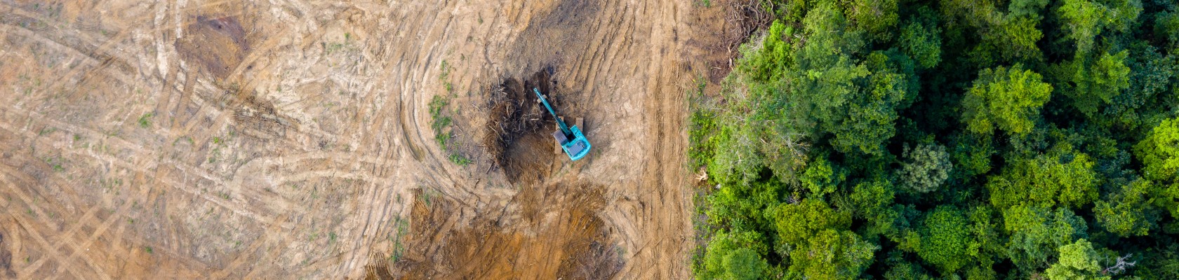 EU Deforestation Regulation policy alert