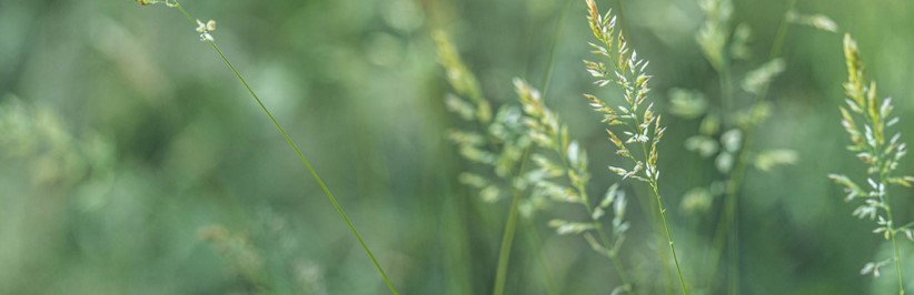 自然関連財務情報開示タスクフォース（TNFD）の最終提言が公表