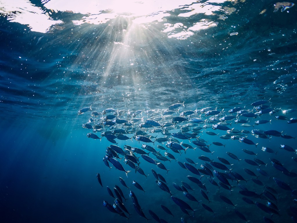 Episode 11: Sustainable seafood featuring Thai Union