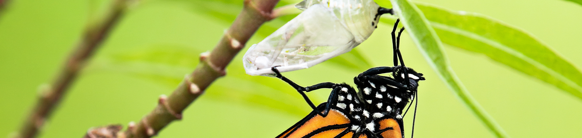 Moving transition from plans to action: A transition planning primer