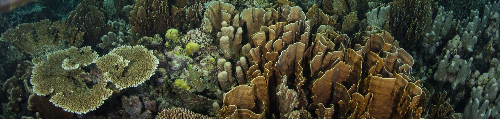 Understanding the Value of Nature