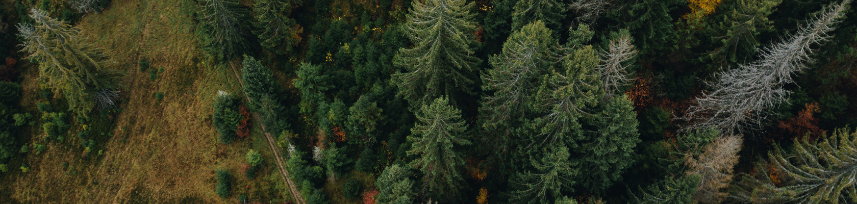 Valuing carbon pre-investment