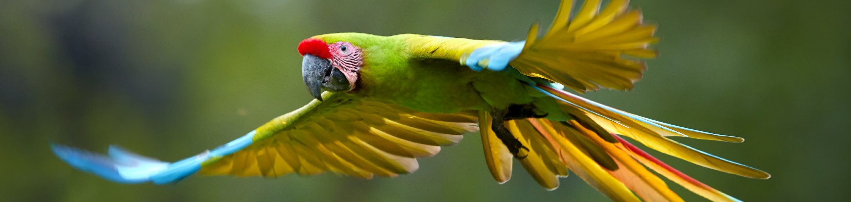 COP16: Two critical weeks for nature in Colombia 