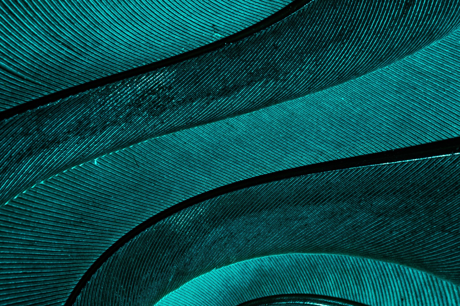 Human Rights-Based Approaches to TNFD: What Does a Leading Approach Look Like?