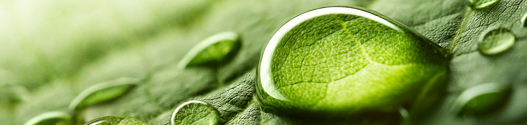 Enhancing business resilience through a nature-first approach to net zero