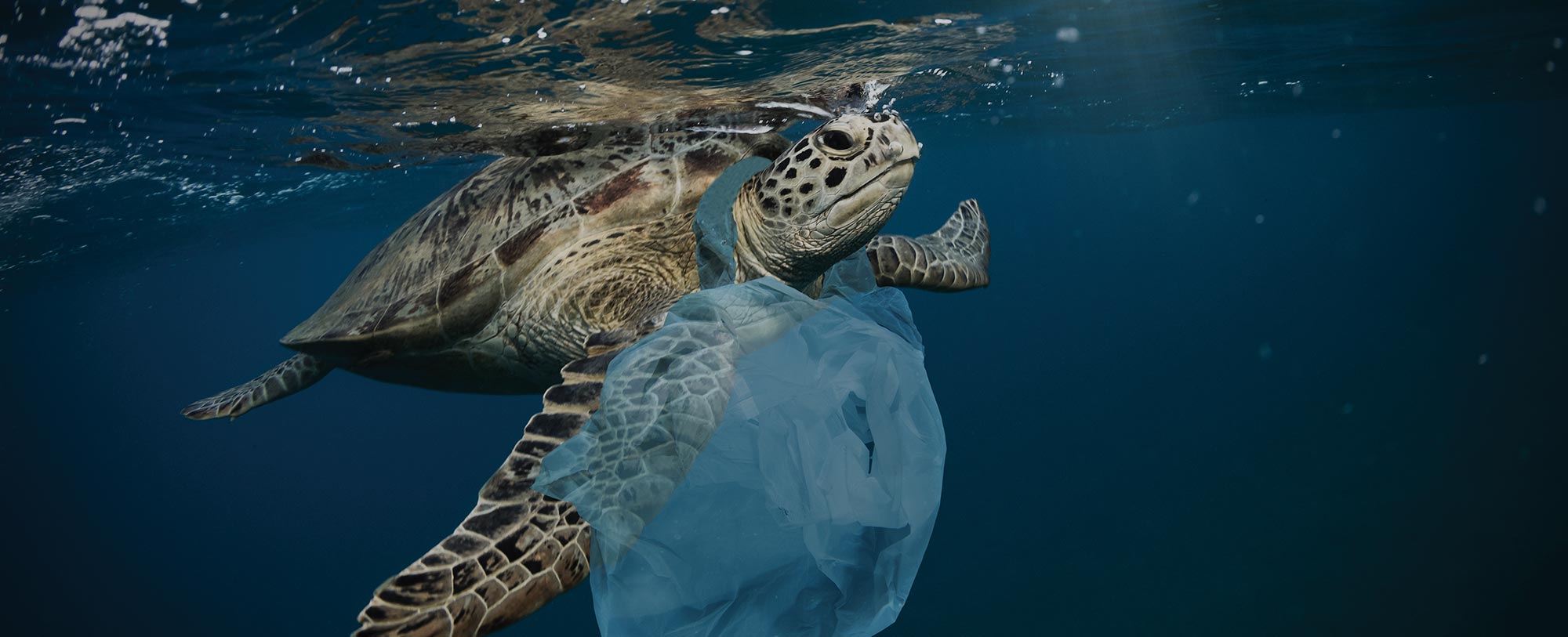 Plastics pollution now concerns Americans more than climate change