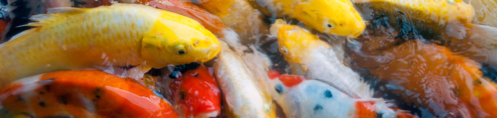 In Focus: Worker Well-being