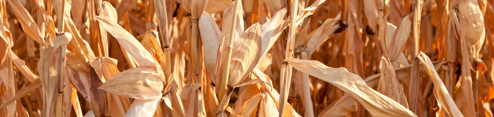 Searching for Consistency: Why ESG Ratings Vary 