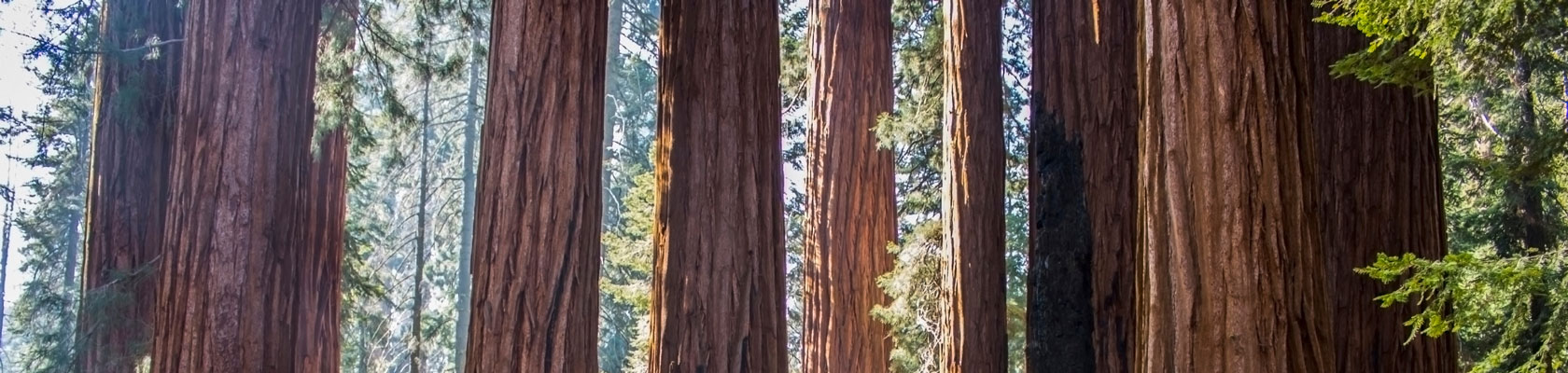 Takeaways: Business Resilience Under COVID-19